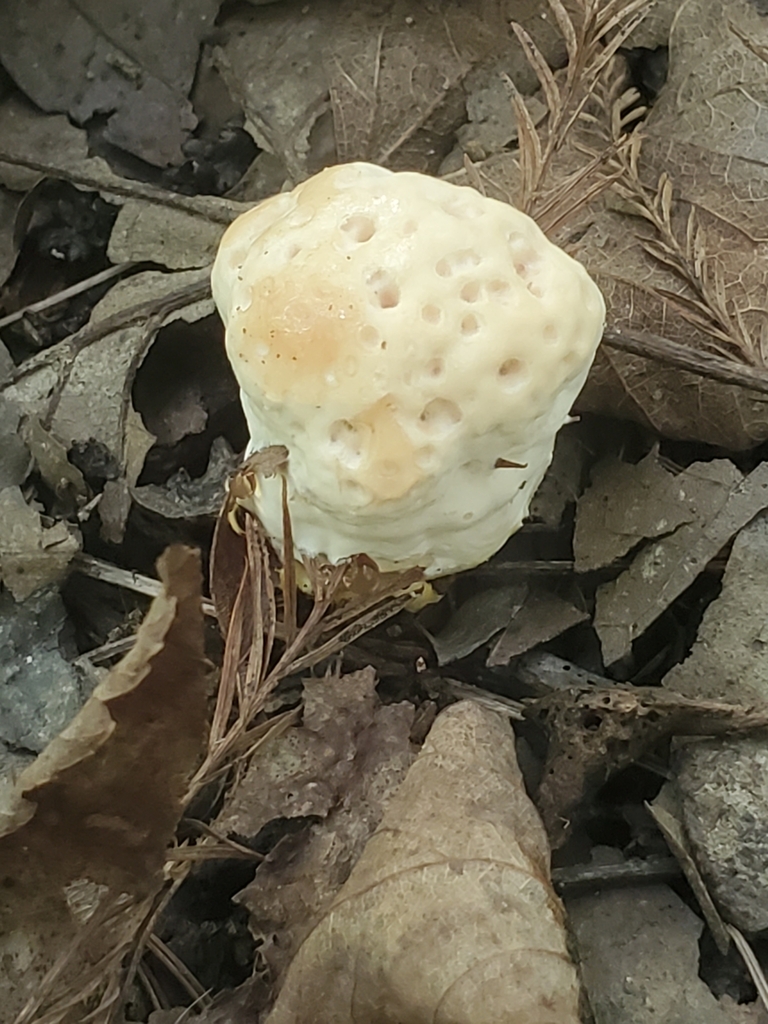 Fungi Including Lichens from Greenville, NC, USA on August 6, 2023 at