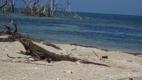 Playa Piñón