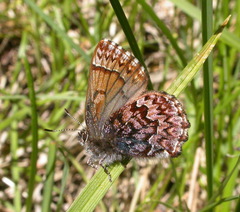 Callophrys eryphon