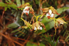 Rhynchostele cordata