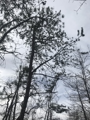 Pinus pungens