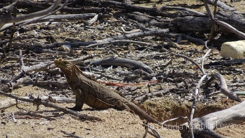Cuban Ground Iguana