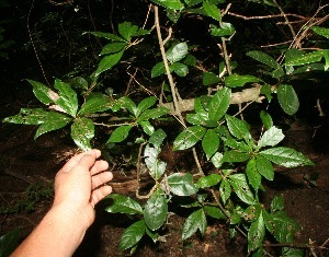 Rochefortia spinosa