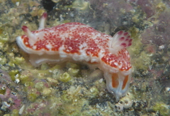 Felimida baumanni
