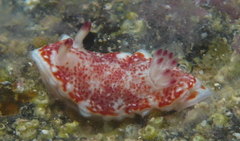 Felimida baumanni