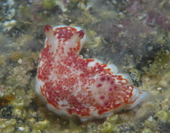 Felimida baumanni