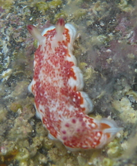 Felimida baumanni