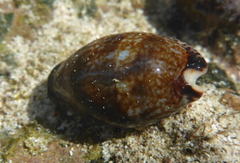 Pseudozonaria nigropunctata