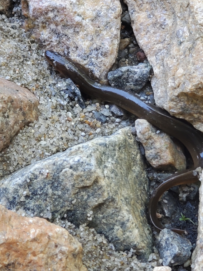 American Eel (Anguilla rostrata)