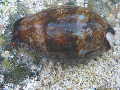 Pseudozonaria nigropunctata