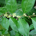 Guyanese Wild Coffee - Photo (c) Dick Culbert, some rights reserved (CC BY)