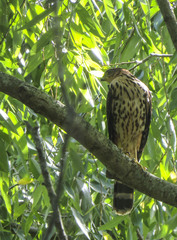 Accipiter bicolor