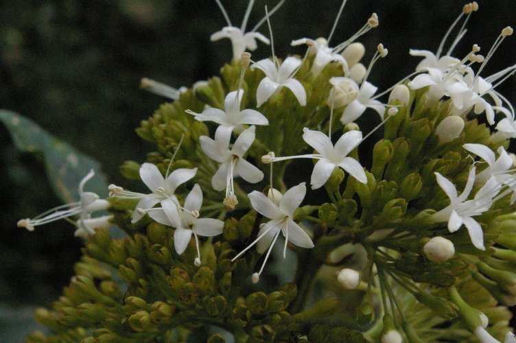 Aegiphila martinicensis