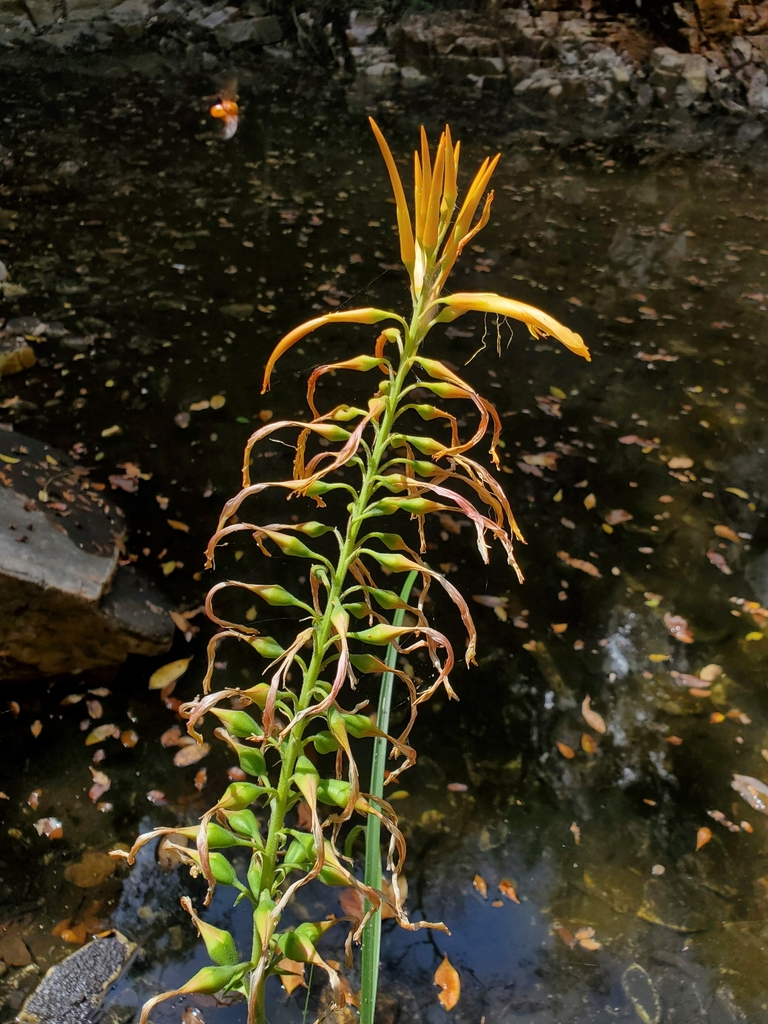 Pitcairnia ulei