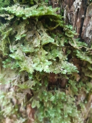 Neckera pennata image