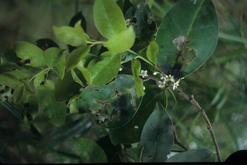 Ilex sideroxyloides