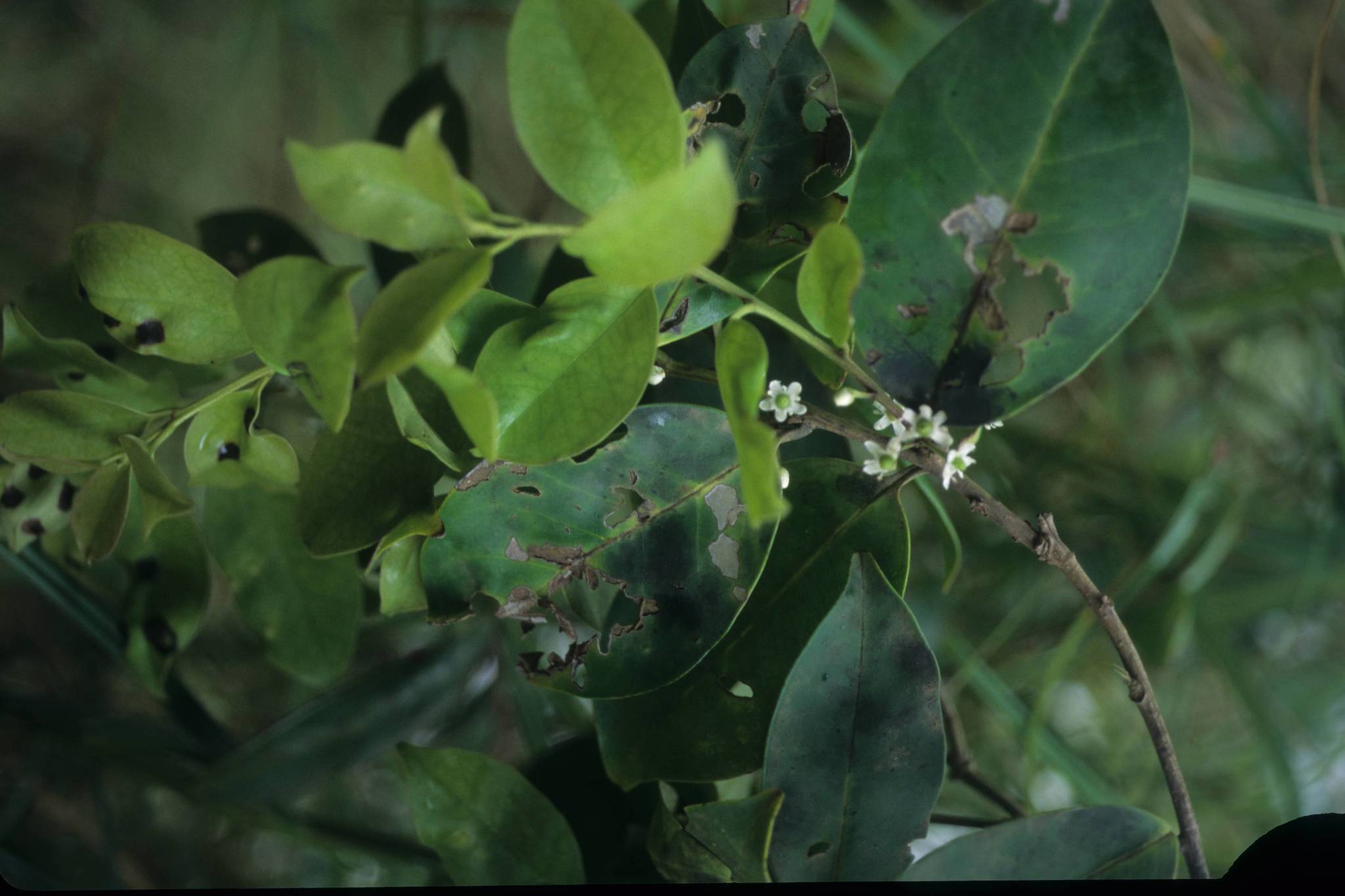 Ilex sideroxyloides