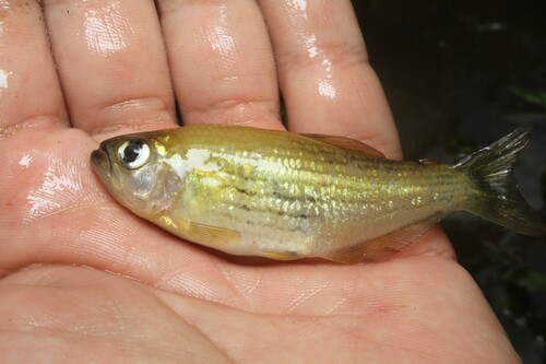 Banded tetra (Hollandichthys multifasciatus) — Characidae — 3