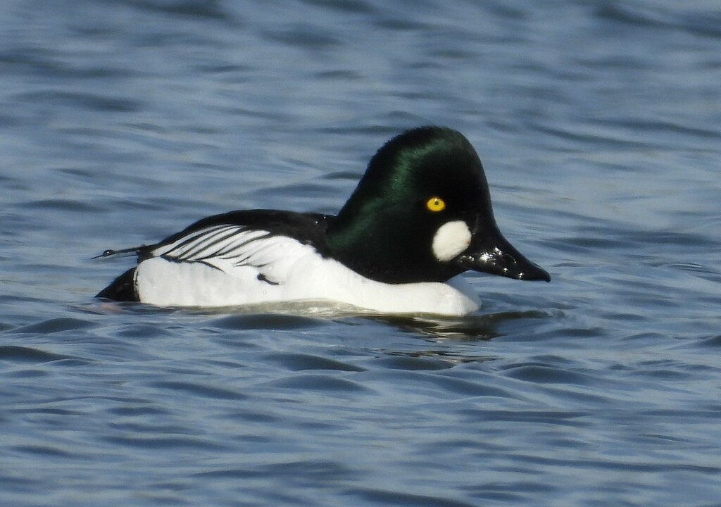 Common Goldeneye from Lakeville, MN, USA on April 11, 2023 at 04:26 PM ...