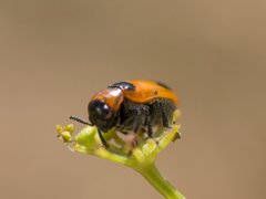 Coptocephala