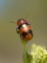 Coptocephala