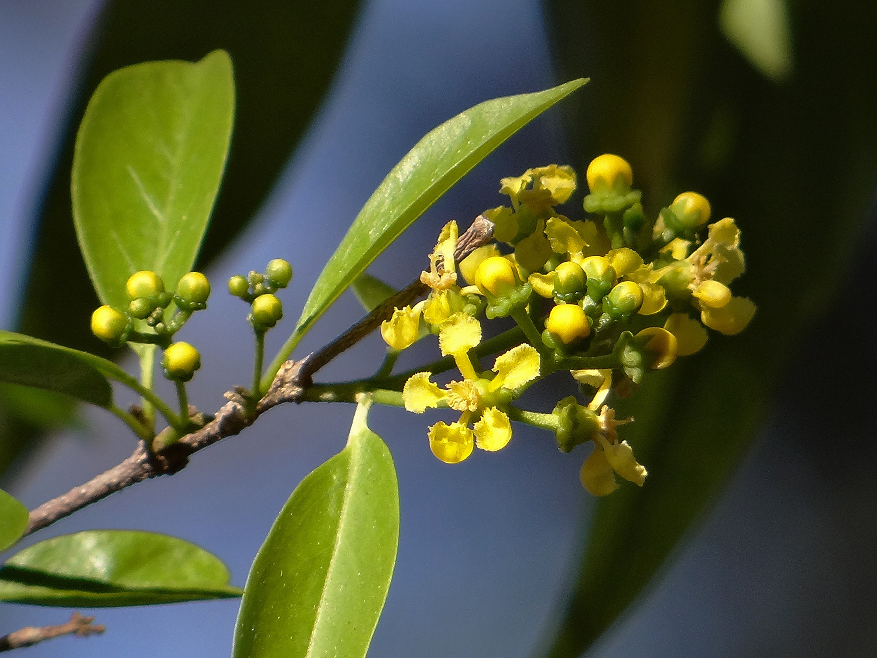 Bunchosia glandulosa