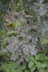 Erysiphe palczewskii
