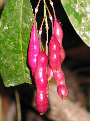 Genus Capparidastrum · iNaturalist