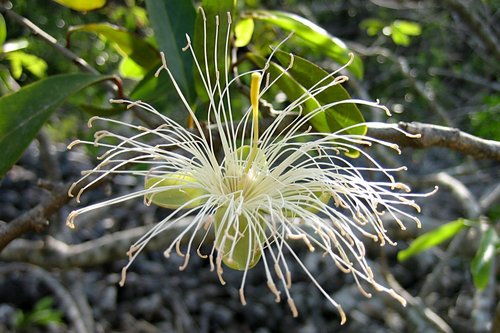 Cynophalla
