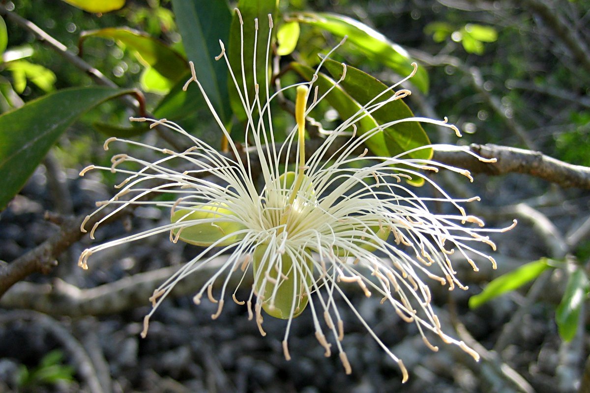 Cynophalla