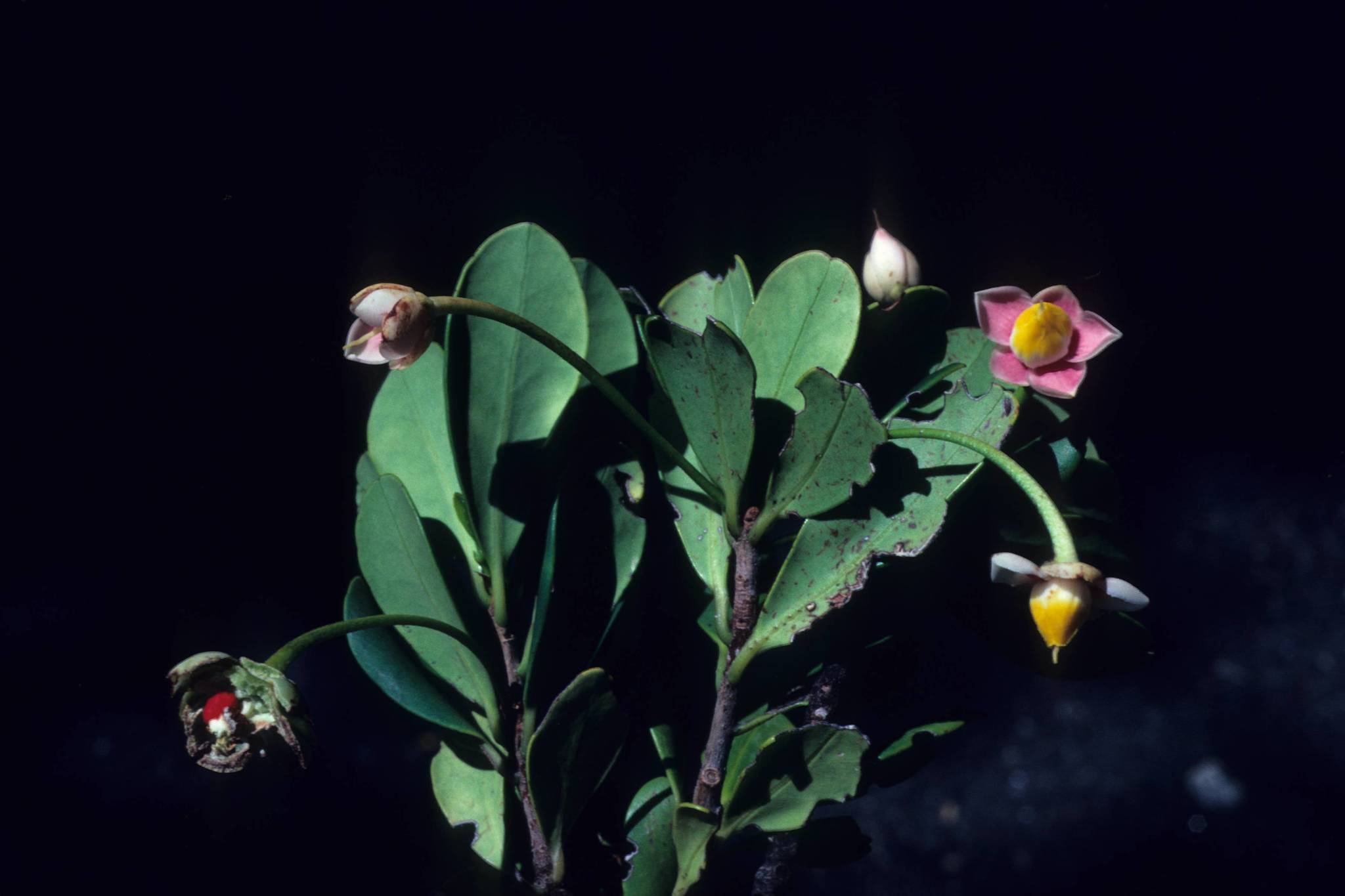 Ternstroemia peduncularis