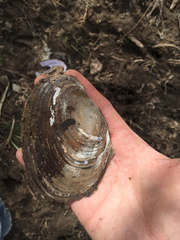Potamilus ohiensis