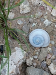 Sonorella allynsmithi