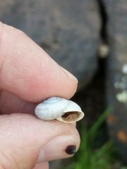 Sonorella allynsmithi