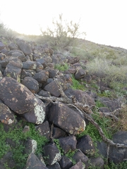 Sonorella allynsmithi