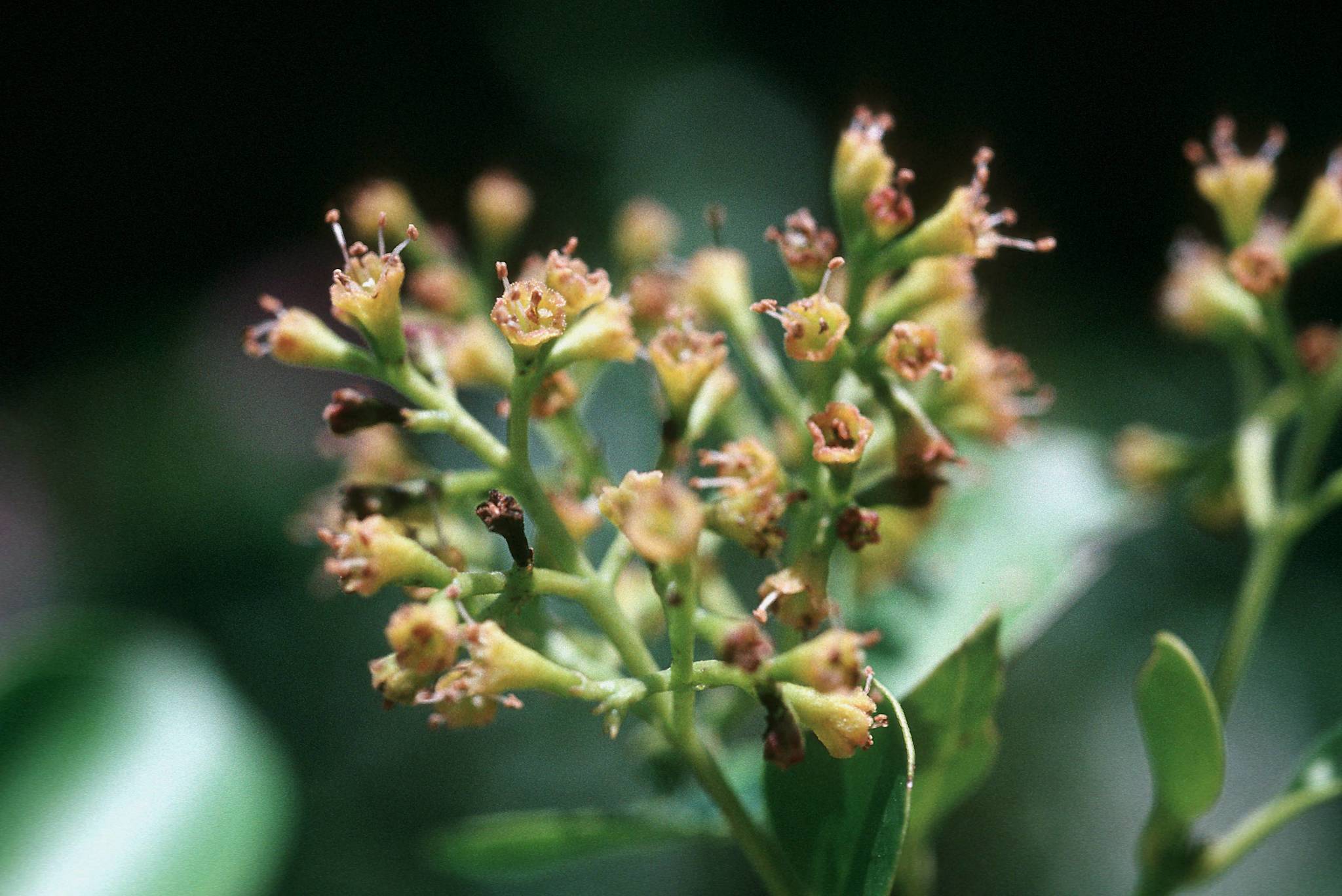 Guapira fragrans