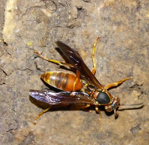 Northern Paper Wasp photo 5