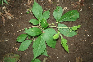 Allophylus racemosus