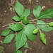 Allophylus racemosus - Photo (c) Daniel H. Janzen. Guanacaste Dry Forest Conservation Fund.，保留部份權利CC BY-NC-SA