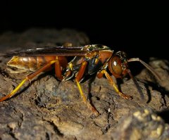 Polistes fuscatus