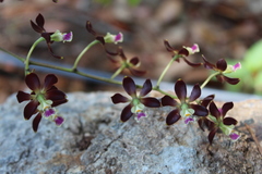 Encyclia guatemalensis
