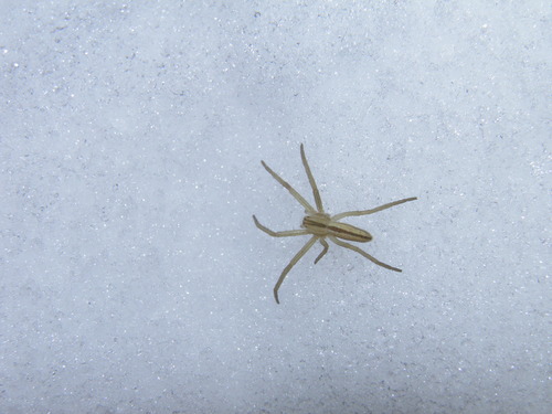 Ilgapilvis laibavoris