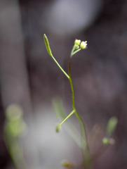 Draba nemorosa