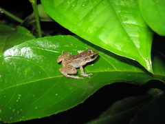 Eleutherodactylus cystignathoides