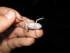 Eleutherodactylus cystignathoides