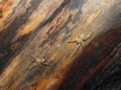 Miškinis Gležnavoris