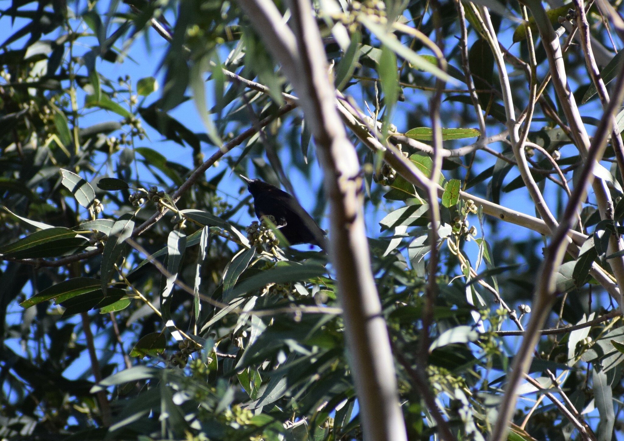 Solitary Black Cacique (Cacicus solitarius)