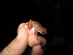 Eleutherodactylus cystignathoides