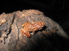 Eleutherodactylus cystignathoides