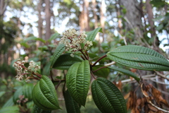 Miconia celaquensis